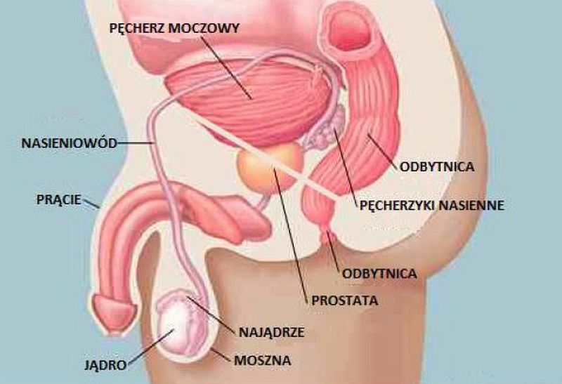 budowa_prostaty