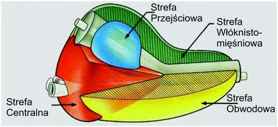 genezja_biopsji_prostaty-10